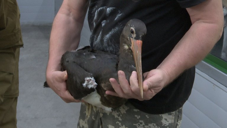 Прожившую год в иркутской зоогалерее пару чёрных аистов отпустили на свободу